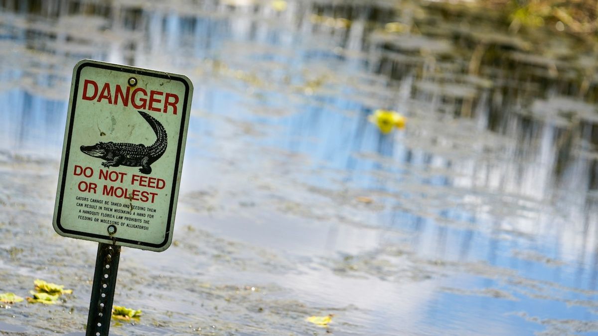 Chtěl si přivydělat hledáním frisbee v jezeře plném aligátorů. Zemřel